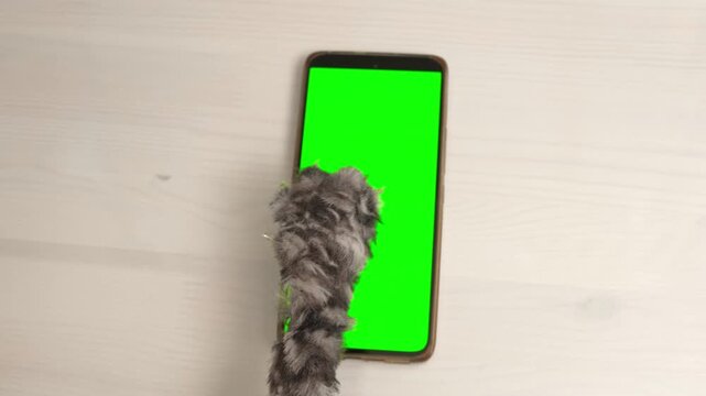 Cat paw touching, clicking, tapping and swiping phone with chromakey screen. Feline Paw typing smartphone with green background. Close-up. Chroma key horizontal mock up for advertising Cat using phone