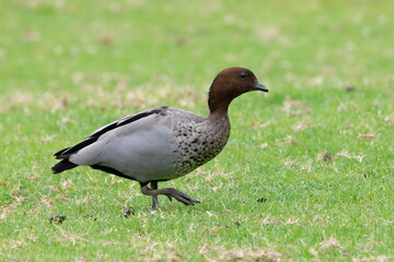 Male Australian wood duck Chenonetta jubata. Bendeela Recreation Area. Kangaroo Valley. New South Wales. Australia.