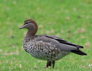 Female Australian wood duck Chenonetta jubata. Bendeela Recreation Area. Kangaroo Valley. New South Wales. Australia.