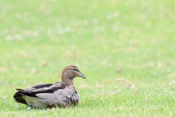 Obraz premium Female Australian wood duck Chenonetta jubata resting. Bendeela Recreation Area. Kangaroo Valley. New South Wales. Australia.