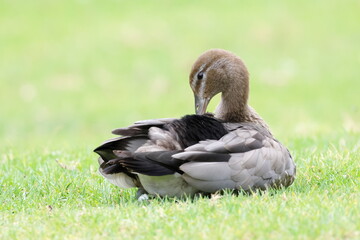 Female Australian wood duck Chenonetta jubata resting and preening. Bendeela Recreation Area. Kangaroo Valley. New South Wales. Australia.