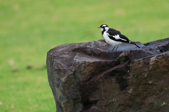 Juvenile magpie-lark Grallina cyanoleuca cyanoleuca. Bendeela Recreation Area. Kangaroo Valley. New South Wales. Australia.