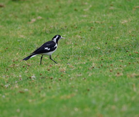 Female magpie-lark Grallina cyanoleuca cyanoleuca. Bendeela Recreation Area. Kangaroo Valley. New South Wales. Australia.