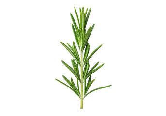 Fototapeta premium Fresh rosemary sprig, vibrant dark green leaves, light green stem, isolated on transparent background, ample copy space, macro studio shot, concept of natural culinary herb purity
