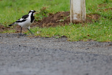 Obraz premium Juvenile magpie-lark Grallina cyanoleuca cyanoleuca calling. Bendeela Recreation Area. Kangaroo Valley. New South Wales. Australia.