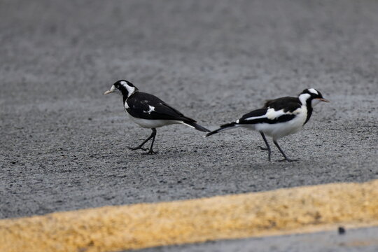 Magpie-larks Grallina cyanoleuca cyanoleuca. Female to the left and juvenile to the right. Bendeela. Kangaroo Valley. New South Wales. Australia.