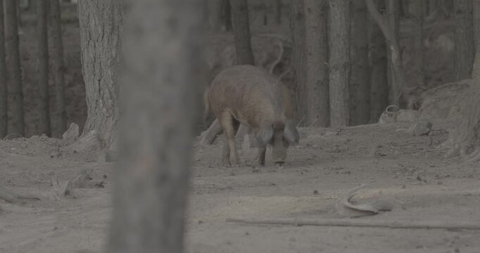 Mangalica pig leisurely roaming the wooded area, illustrating harmony between nature and livestock