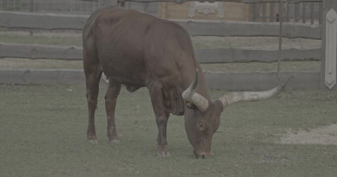 Brown Watussi Cow Grazing with Long Horns in Green Pasture