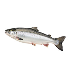 A silver fish with black spots isolated on transparent background