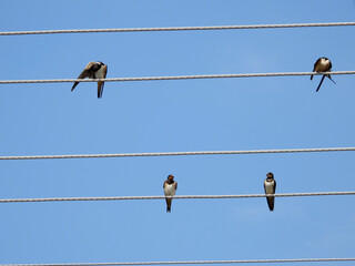 swallows sitting on the electrical wires against the blue sky