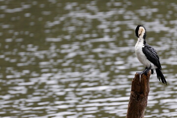 Little pied cormorant  Microcarbo melanoleucos melanoleucos preening. Lake Yarrunga. Kangaroo Valley. New South Wales. Australia.