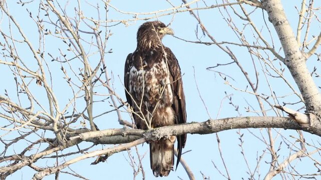 Juvenile bald eagle (Haliaeetus leucocephalus) perched in bare deciduous tree at Sacramento National Wildlife Refuge, California.