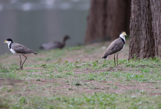 Masked lapwings Vanellus miles novaehollandiae. Bendeela Recreation Area. Kangaroo Valley. New South Wales. Australia.