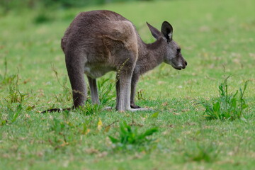 Eastern grey kangaroo Macropus giganteus giganteus. Bendeela Recreation Area. Kangaroo Valley. New South Wales. Australia. © Víctor
