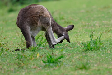 Eastern grey kangaroo Macropus giganteus giganteus scratching. Bendeela Recreation Area. Kangaroo Valley. New South Wales. Australia. © Víctor