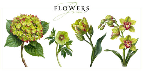 Green-red flowers isolated on a white background. Vintage painting style illustration. © Anna