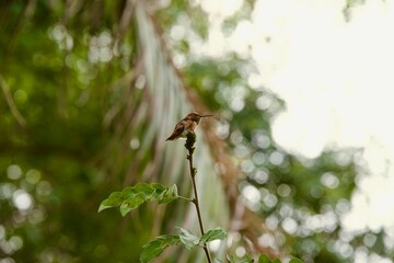 Fototapeta premium a small hummingbird resting on a branch