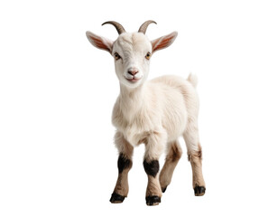 Fototapeta premium Curious Young Goat Portrait: A charming baby goat, its innocent eyes and curious expression captivate the viewer. This adorable kid is captured against a clean background.
