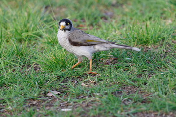 Noisy miner Manorina melanocephala. Tullamarine. Melbourne. Victoria. Australia.
