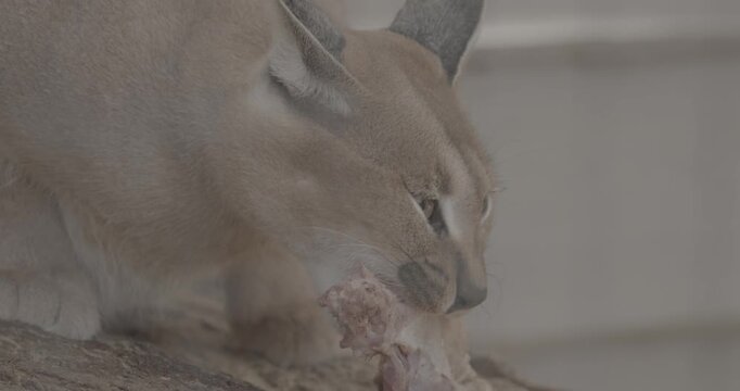 Fierce Caracal Stealing Focus While Enjoying Tasty Treat in Natural Setting