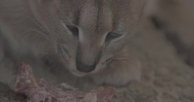 Close-up of caracal's captivating gaze while eating meat slow motion footage,