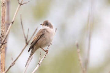 Male Common whitethroat sitting on a tree branch in spring