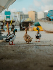 Kaczki w porcie © Anna