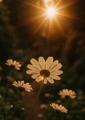 Fototapeta premium Daisy illuminated by golden sunlight.
