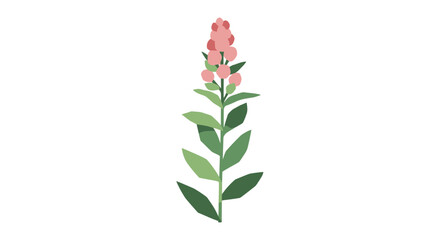 Fototapeta premium Pink Snapdragon Flower Illustration on White Background