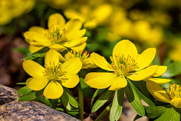 Winter aconites in the forest