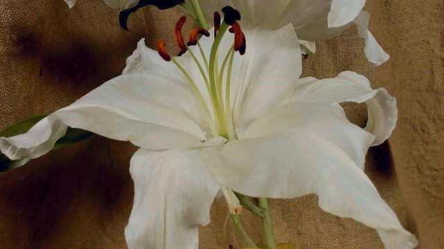 Time lapse blooming white Calla lily (Zantedeschia aethiopica)