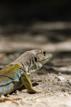 lagarto, ocelado, reptil, escamas, detalle, macro, naturaleza, fauna, silvestre, mirada, ojo, cabeza, textura, herpetolog&iacute;a, colorido, azul, amarillo, verde, marr&oacute;n, tierra, suelo, exterior, luz, d&iacute;a