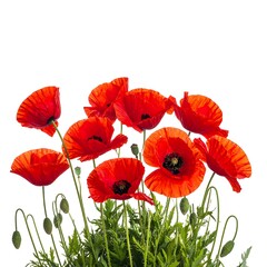 Obraz premium Vibrant cluster of red poppies with green stems, against a bright white background, showcasing nature's beauty