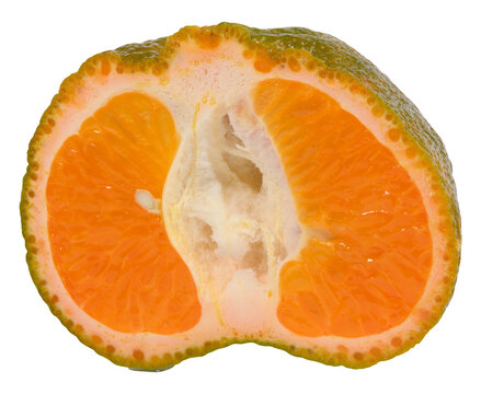 Juicy slice of hybrid citrus Murcotta with bright orange flesh and thick, bumpy skin