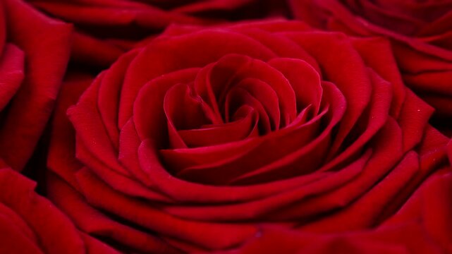Red rose flowers circle rotation close up