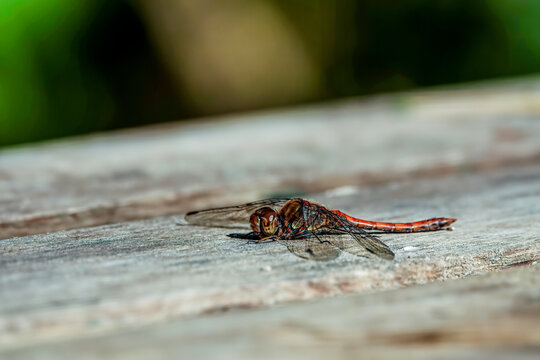 Libelle ruht sich aus in der Sonne