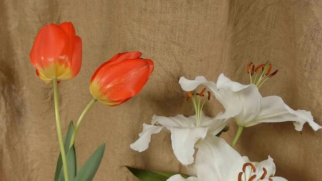 Time lapse blooming white Calla lily (Zantedeschia aethiopica)