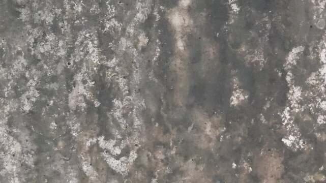 Fungi, concrete surface, concrete tank