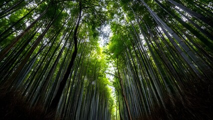 Fototapeta premium green bamboo forest