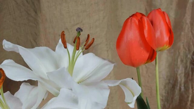 Time lapse blooming white Calla lily (Zantedeschia aethiopica)
