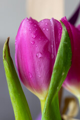 tulipany, różowe, krople ,woda, kwiaty, rośliny, bukiet, © Estera