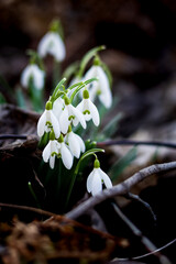 kwiaty, rośliny, wiosna, przebiśniegi, białe, dzwoneczki, przyroda, łąka, las © Estera
