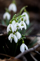 kwiaty, rośliny, wiosna, przebiśniegi, białe, dzwoneczki, przyroda, łąka, las © Estera