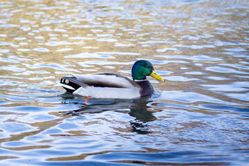 kaczka, staw, woda, zwierzęta, kaczki © Estera