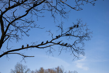 ptaki, stado, niebo, gałęzie, drzewo, lot, wiosna, skrzydła © Estera