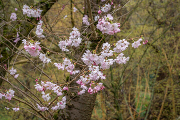 Fototapeta premium Gennevilliers, France - 03 08 2026: Chanteraines park. Nature in bloom in spring season. Macro view of a cherry tree in bloom in a japanese park