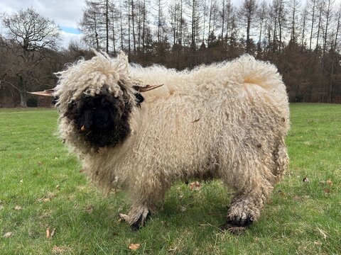 Valais blacknose sheep in a field