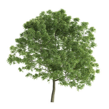 Fraxinus ornus trees 3d illustration on transparent background