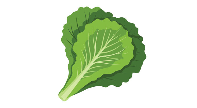 Fresh green leaf lettuce head illustration isolated on a white background perfect for healthy eating and grocery store concepts.