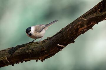 great tit on branch © Buiuc